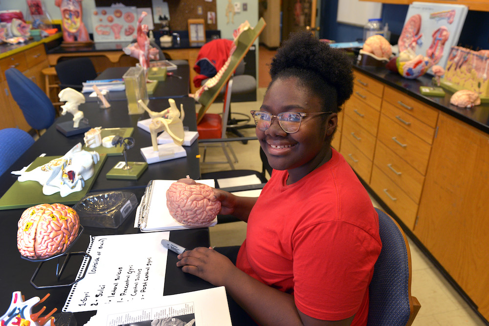 A biology student examines a model of the human brain